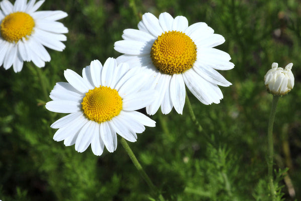 Blomsterfrø