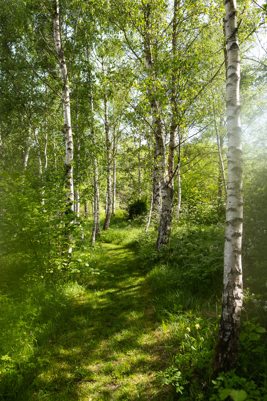 Birkelunden