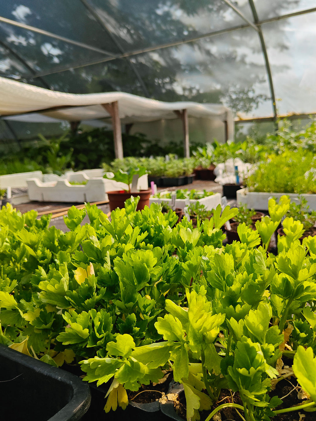 Planter i tunnelhuset