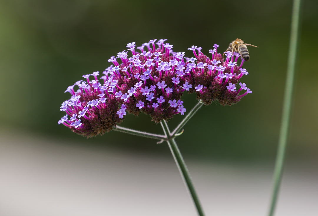 Verbena