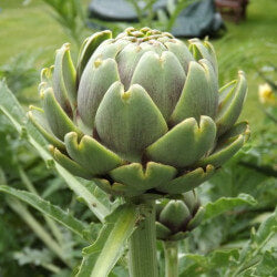 Artiskok 'Imperial Star'