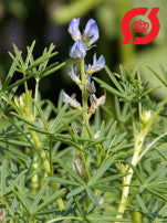 Blå lupin/ Smalbladet lupin