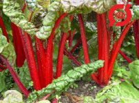 Bladbede 'Feurio'
