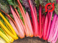 Bladbede 'Rainbow'