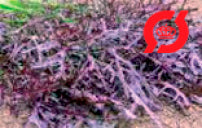 Bladsennep - 'Moutarde Rouge Metis'