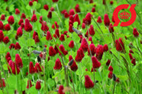 Blodkløver - Trifolium incarnatum