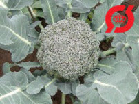 Broccoli - 'Calinaro'