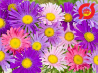 Asters