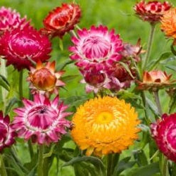 Evighedsblomst