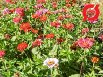 'Carroussel' Frøkenhat/Zinnia - 'Carroussel'