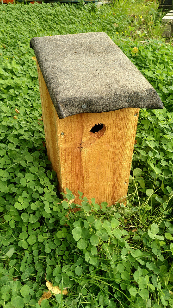 Fugle i vinterhaven