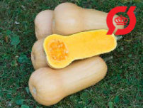 Græskar - 'Butternut Waltha'