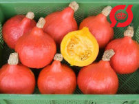 Græskar/hokkaido - 'Red Kurio'