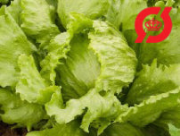Salat, iceberg - 'Saladin'