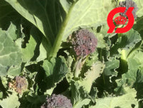 Broccoli - 'Purple Sprouting'