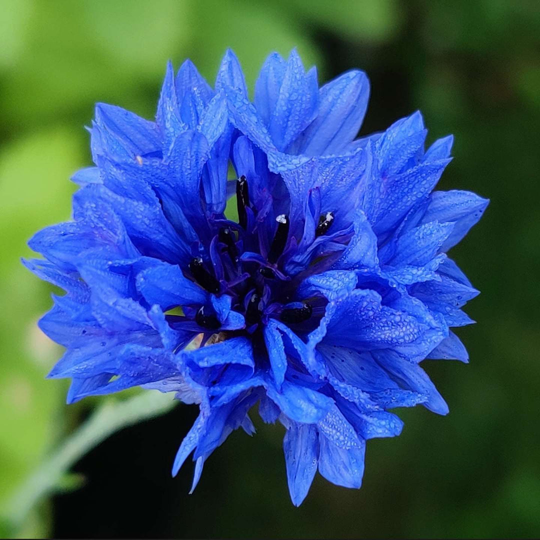 Kornblomst