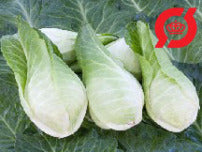 Spidskål- ’Filderkraut’