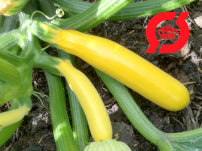 Squash, gul - 'Gold Rush'