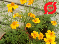 Tagetes, appelsin
